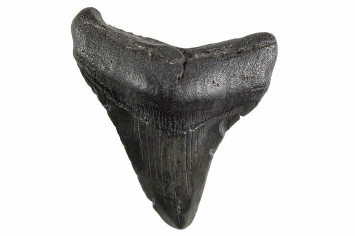 Juvenile Megalodon Tooth - South Carolina #325215